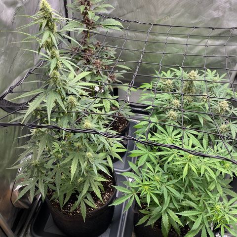 Green Gelato Automatic growlog timeline photo