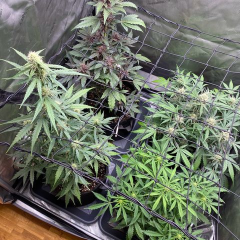 Green Gelato Automatic growlog timeline photo
