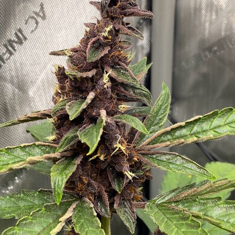 Purplematic CBD Automatic growlog timeline photo