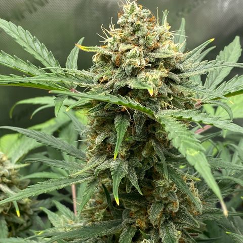 Green Gelato Automatic growlog timeline photo
