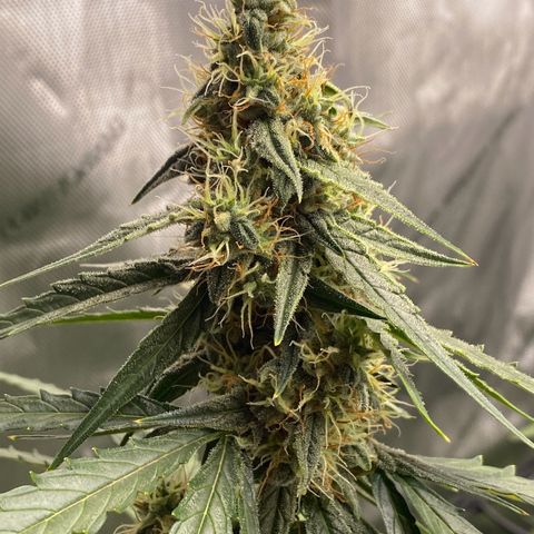 Titan F1 Automatic growlog timeline photo