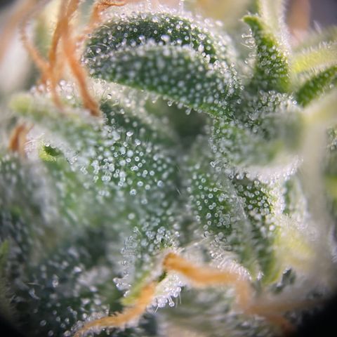 Titan F1 Automatic growlog timeline photo
