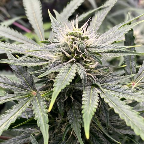 Cosmos F1 Automatic growlog timeline photo