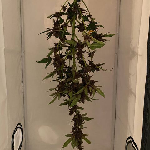 Purplematic CBD Automatic growlog timeline photo