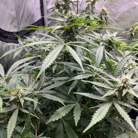 Cosmos F1 Automatic growlog timeline photo