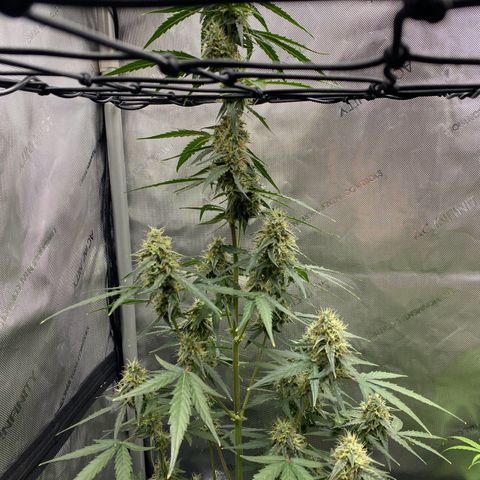 Titan F1 Automatic growlog timeline photo