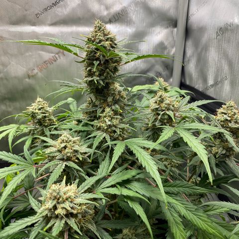 Green Gelato Automatic growlog timeline photo