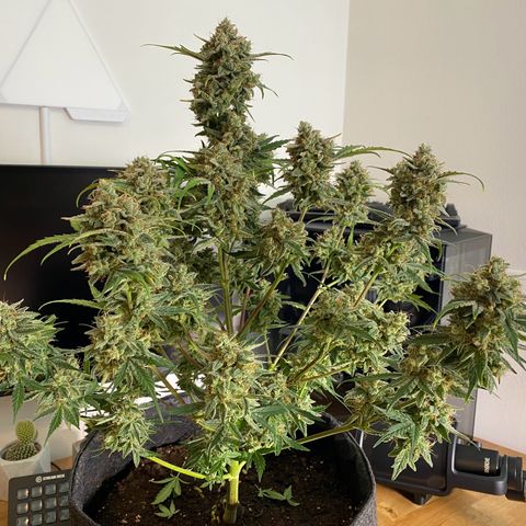 Green Gelato Automatic growlog timeline photo