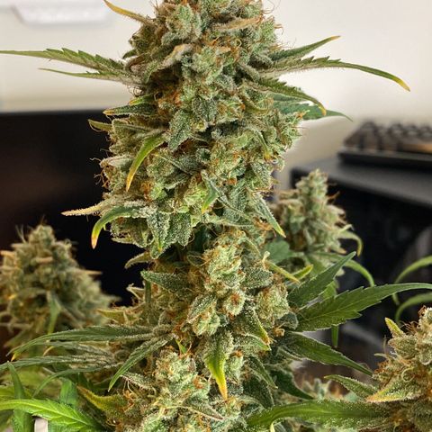 Green Gelato Automatic growlog timeline photo