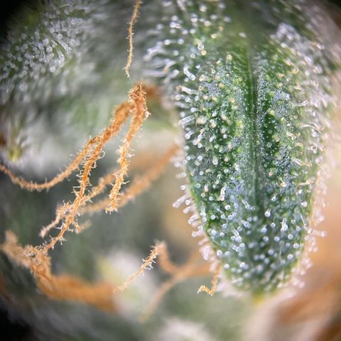 Titan F1 Automatic growlog timeline photo
