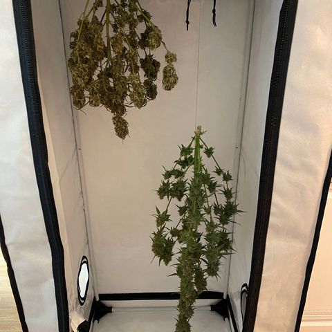 Green Gelato Automatic growlog timeline photo