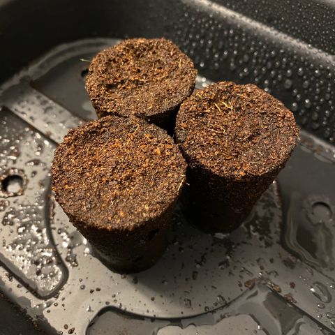 Pink Mist [ScrOG] growlog timeline photo