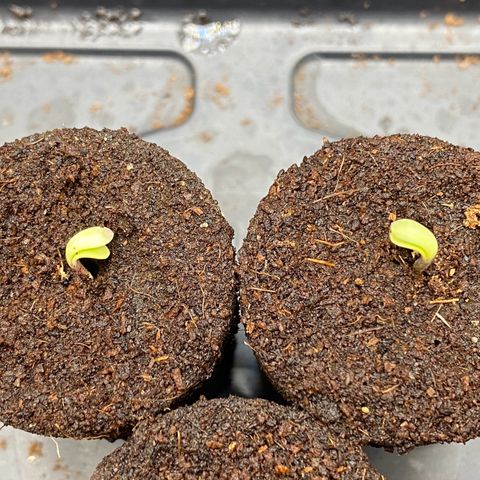 Pink Mist [ScrOG] growlog timeline photo