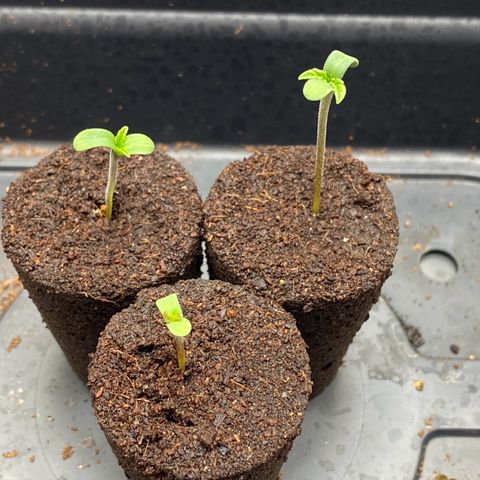 Pink Mist [ScrOG] growlog timeline photo