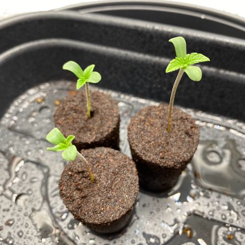 Pink Mist [ScrOG] growlog timeline photo