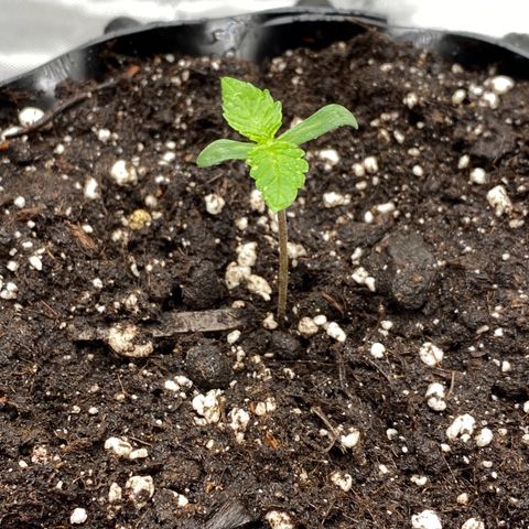 Pink Mist [ScrOG] growlog timeline photo