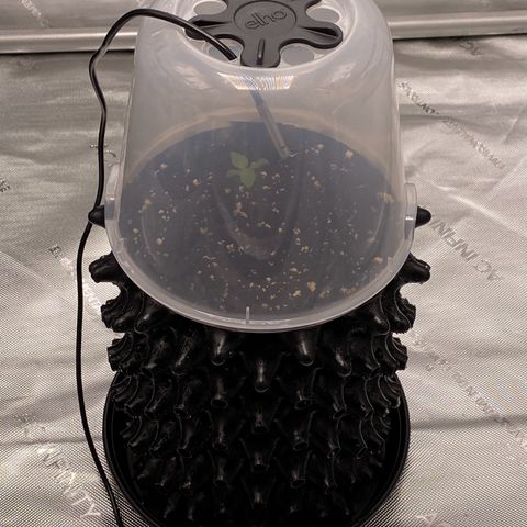 Pink Mist [ScrOG] growlog timeline photo