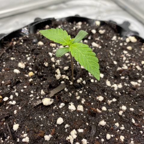 Pink Mist [ScrOG] growlog timeline photo