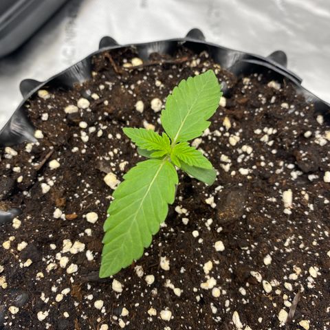 Pink Mist [ScrOG] growlog timeline photo