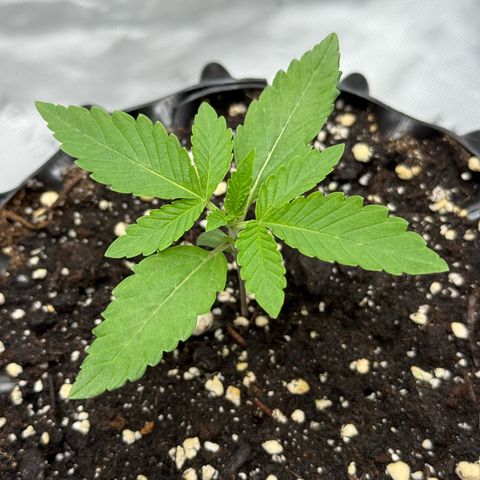 Pink Mist [ScrOG] growlog timeline photo