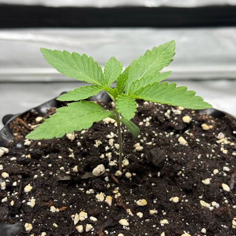 Pink Mist [ScrOG] growlog timeline photo