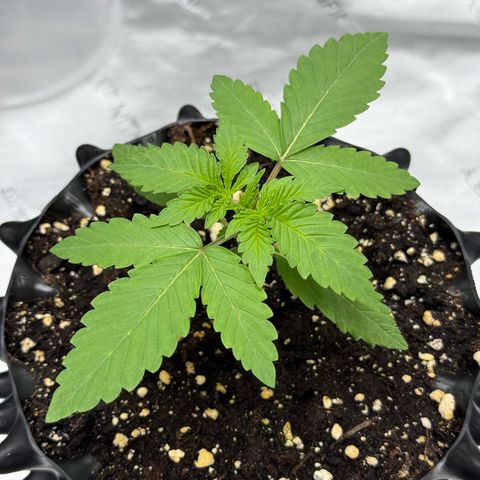 Pink Mist [ScrOG] growlog timeline photo