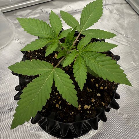 Pink Mist [ScrOG] growlog timeline photo