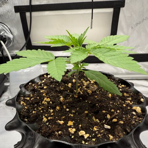 Pink Mist [ScrOG] growlog timeline photo