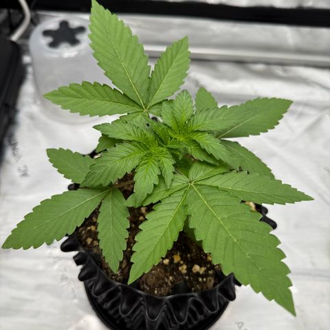 Pink Mist [ScrOG] growlog timeline photo