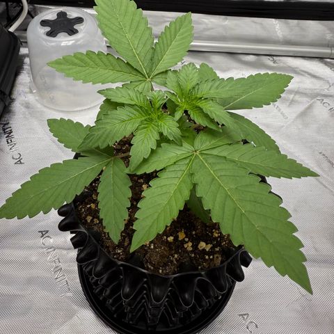 Pink Mist [ScrOG] growlog timeline photo