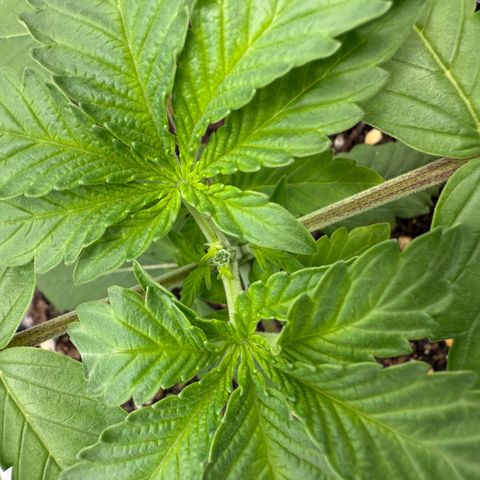 Pink Mist [ScrOG] growlog timeline photo