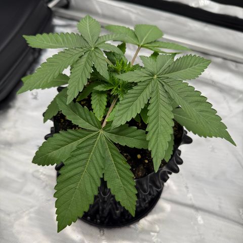 Pink Mist [ScrOG] growlog timeline photo