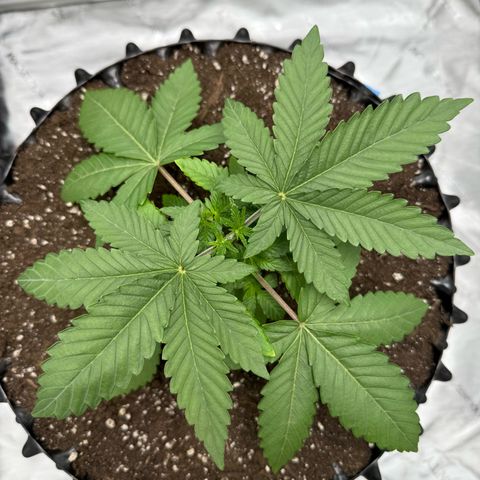 Pink Mist [ScrOG] growlog timeline photo