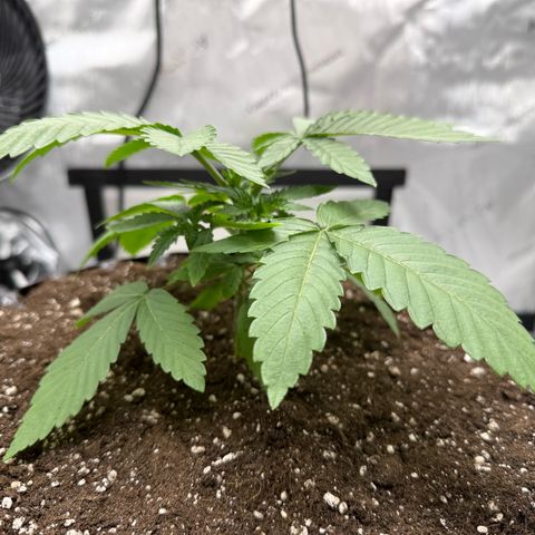 Pink Mist [ScrOG] growlog timeline photo