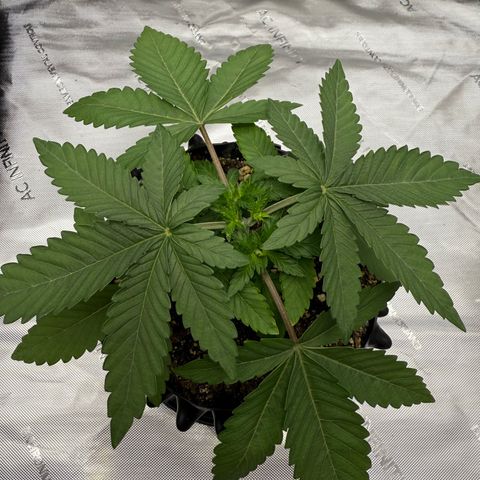 Pink Mist [ScrOG] growlog timeline photo