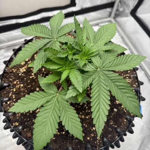 Pink Mist [ScrOG] growlog timeline photo