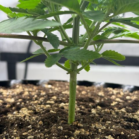 Pink Mist [ScrOG] growlog timeline photo