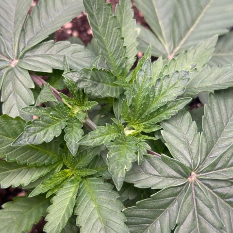 Pink Mist [ScrOG] growlog timeline photo