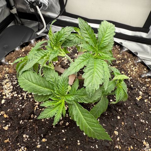 Pink Mist [ScrOG] growlog timeline photo