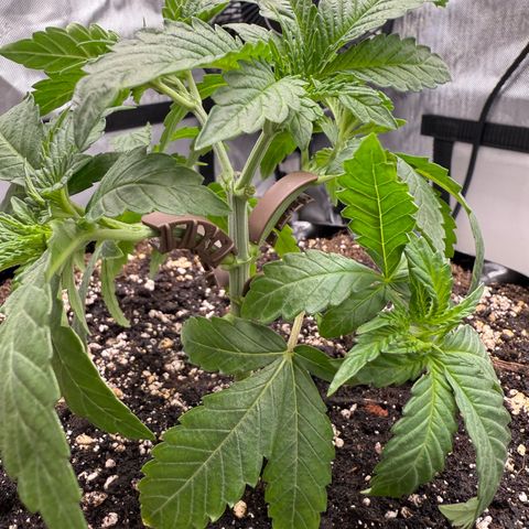 Pink Mist [ScrOG] growlog timeline photo