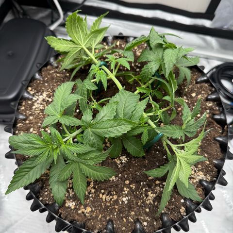 Pink Mist [ScrOG] growlog timeline photo