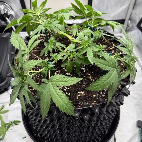 Pink Mist [ScrOG] growlog timeline photo