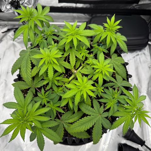 Pink Mist [ScrOG] growlog timeline photo