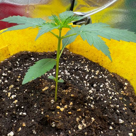 Lemon Haze Auto growlog timeline photo