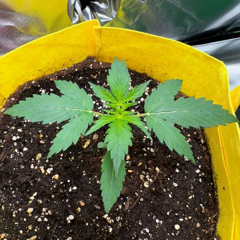 Lemon Haze Auto growlog timeline photo