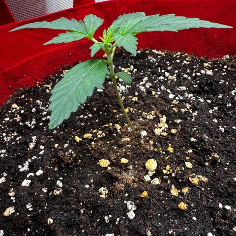 DEVIL CREAM AUTO growlog timeline photo