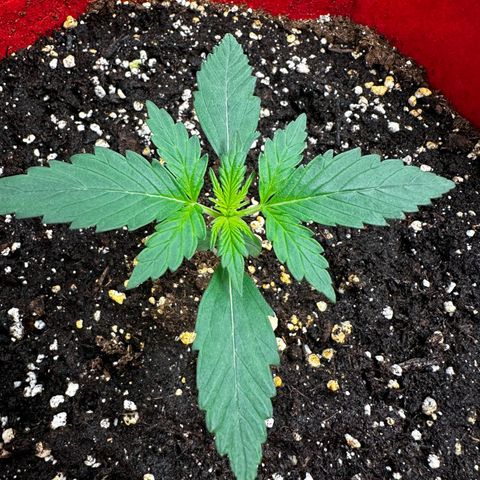 DEVIL CREAM AUTO growlog timeline photo