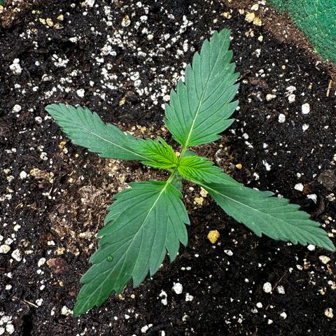 Wedding Cake Auto growlog timeline photo