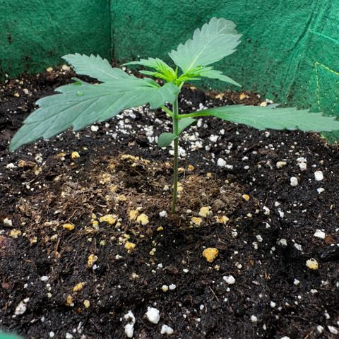 Wedding Cake Auto growlog timeline photo