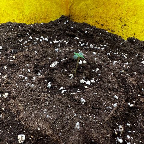 Lemon Haze Auto growlog timeline photo